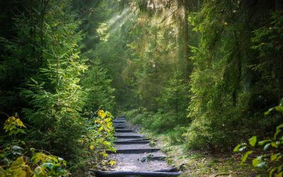 Customary (Adat) Forest Recognition: The State’s Commitment to the Protection of the Rights of Indigenous People in Indonesia