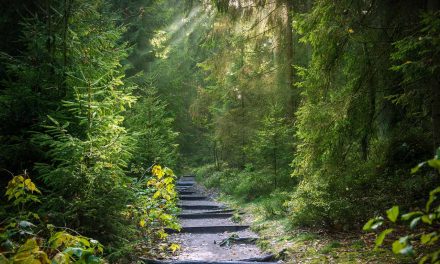 Customary (Adat) Forest Recognition: The State’s Commitment to the Protection of the Rights of Indigenous People in Indonesia