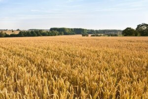 Wheat field