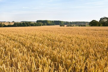 The Control of Farmland Possession