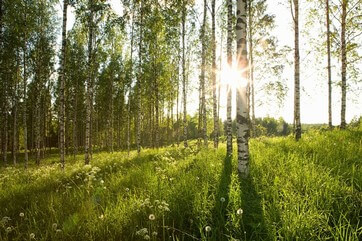 Settlement Possession of Land in the Forest Territory
