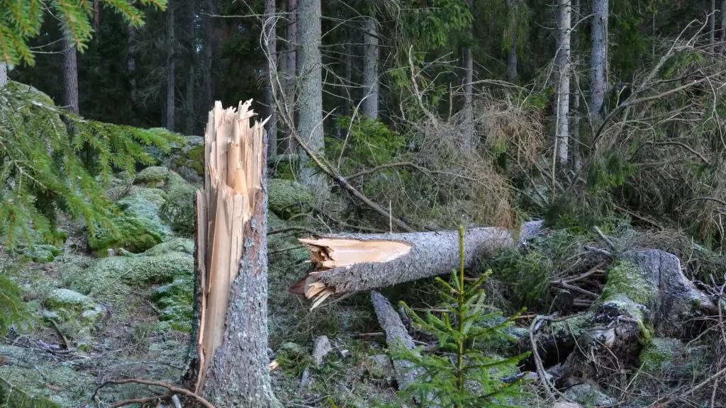 Forest Degradation in Indonesia