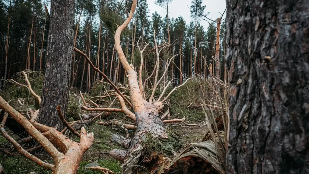 Liability in Forest Degradation