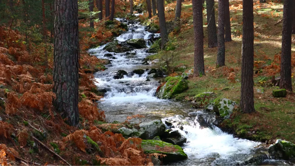 Principle of Preservation and Sustainability